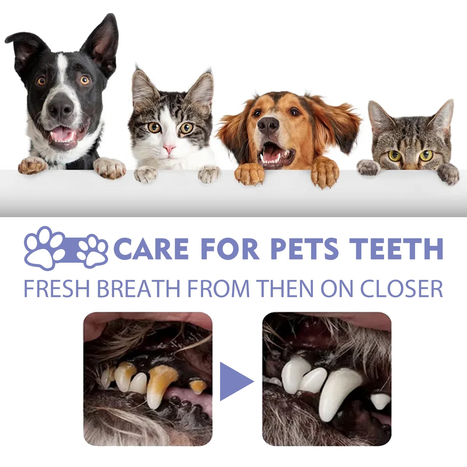 Freshens Teeth Oral Care Spray for Dogs and Cats Pet Tooth Cleaning